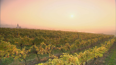 Weinviertel - Weites Land