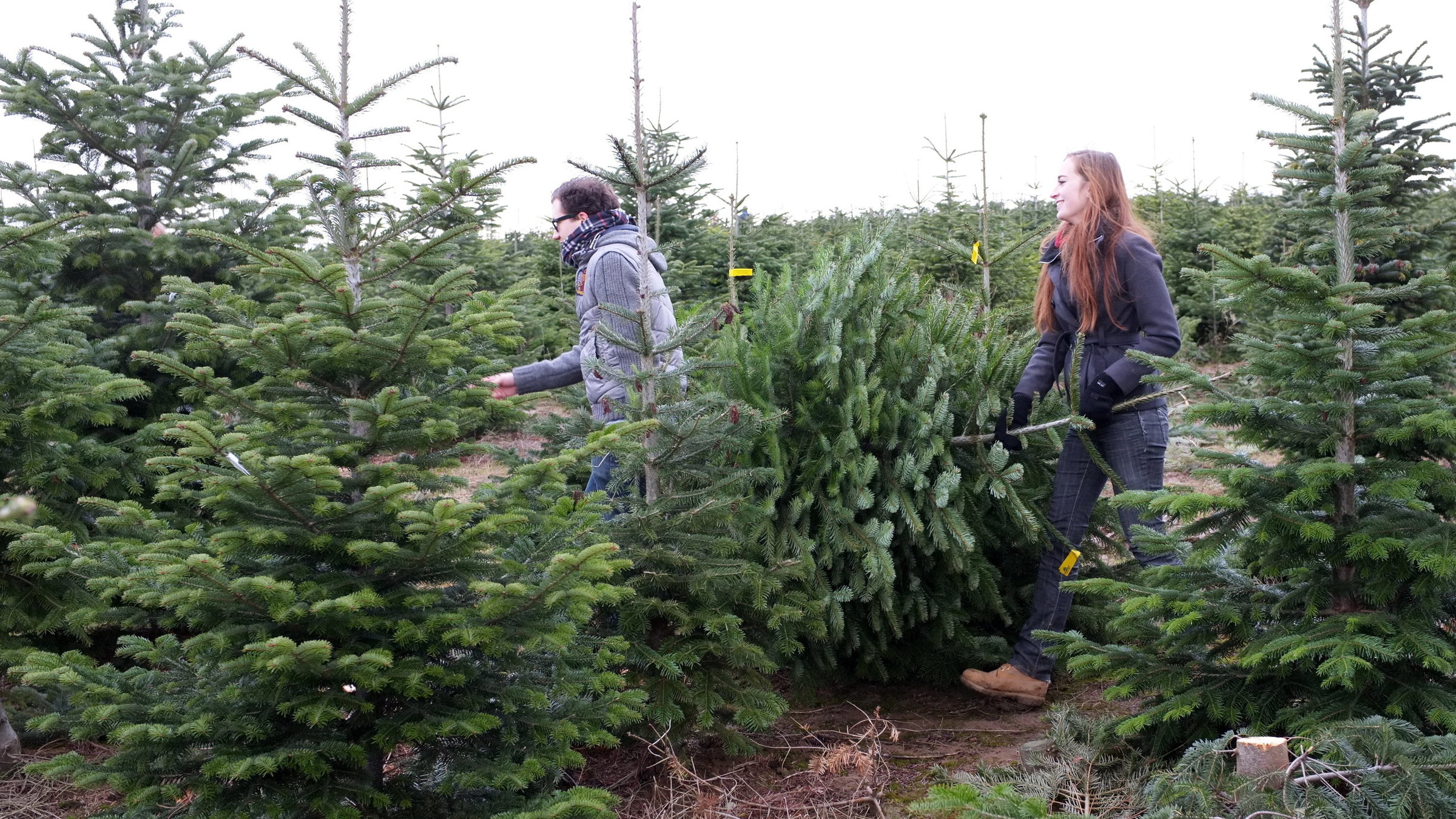 Группа елей в одной посадке. Садят елку. Меч для посадки елок.