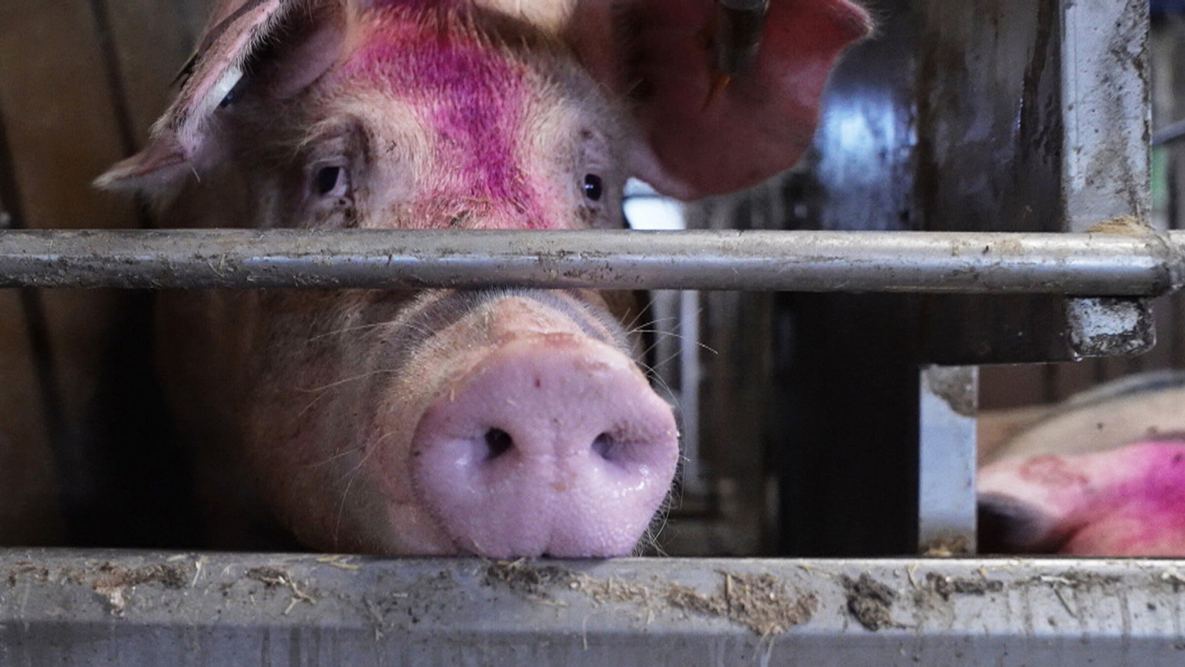 "Unser täglich Fleisch - Von Gülle, Jobs und Umweltschäden": Stunk wegen Schweinegestank: Im luzernischen Hohenrain leben 5mal mehr Tiere als Menschen.