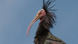 Der Waldrapp - Zugvogel im Aufwind
