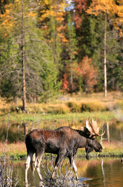 Yellowstone - Zeit des Wandels