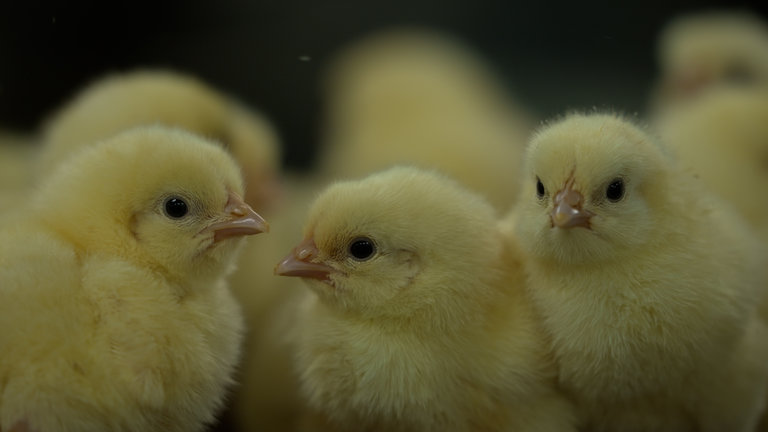 "37° Täglich ein Tier - Leben für das Sonderangebot": Nahaufnahme: Drei Hähnchenküken am ersten Lebenstag.