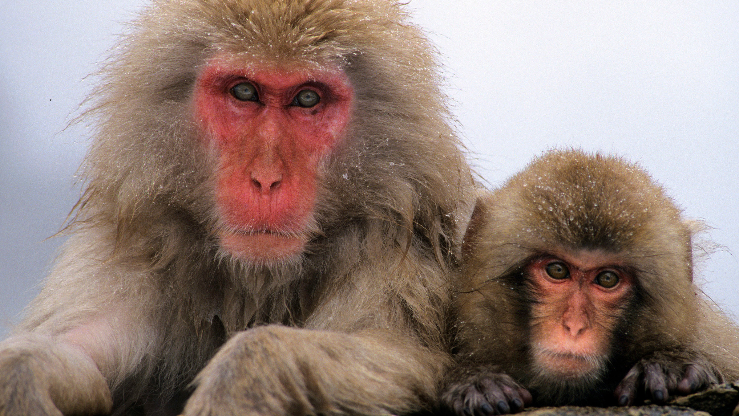 "Tiere in den Flegeljahren": Japanische Schneeaffen bei einem Bad in heißen Thermalquellen.