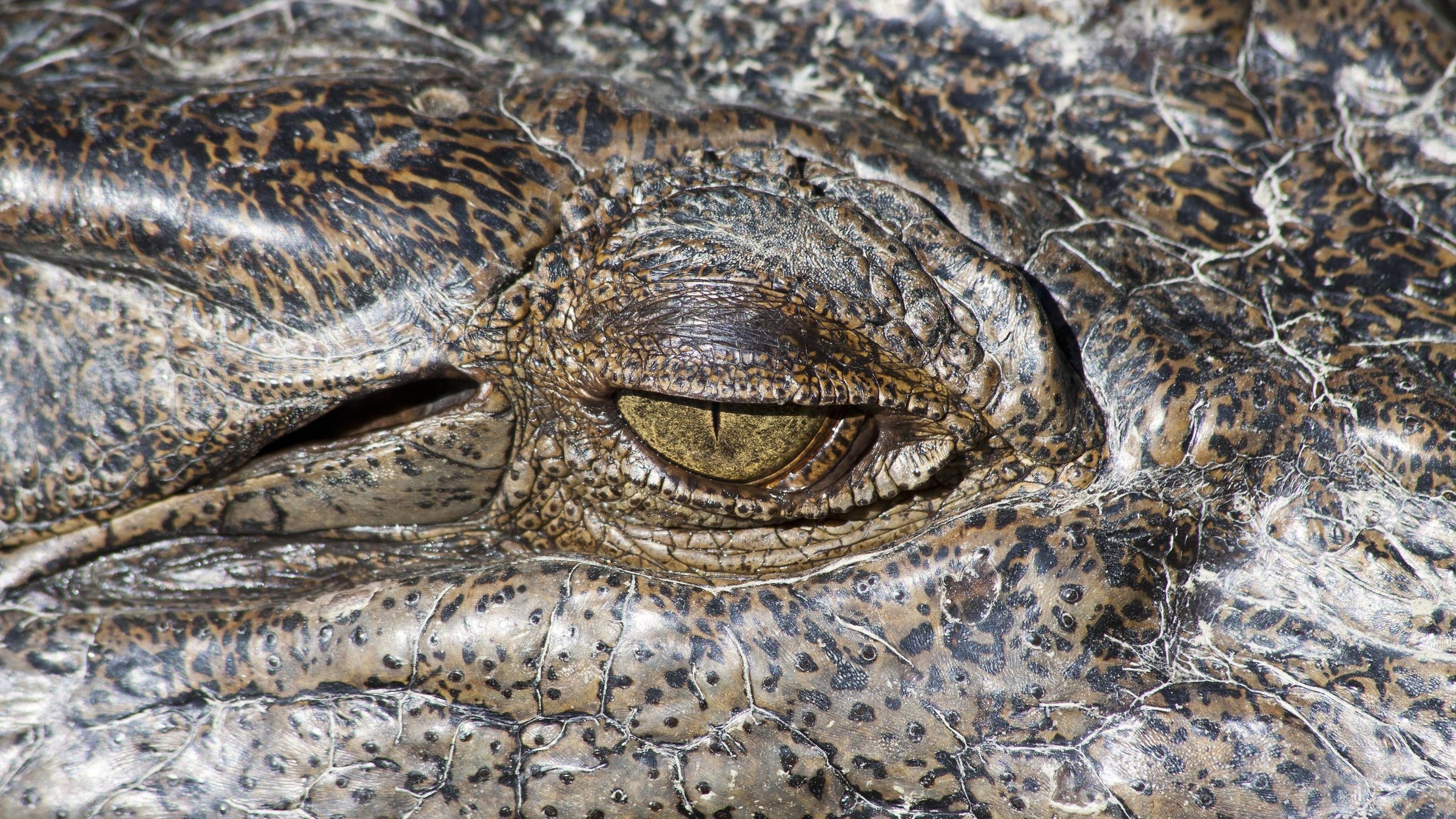 "Das Große Barriere-Riff: Vom Riff zum Regenwald" - Ausgewachsenes Leistenkrokodil (Salzwasserkrokodil) im Daintree River, Queensland, Australien
