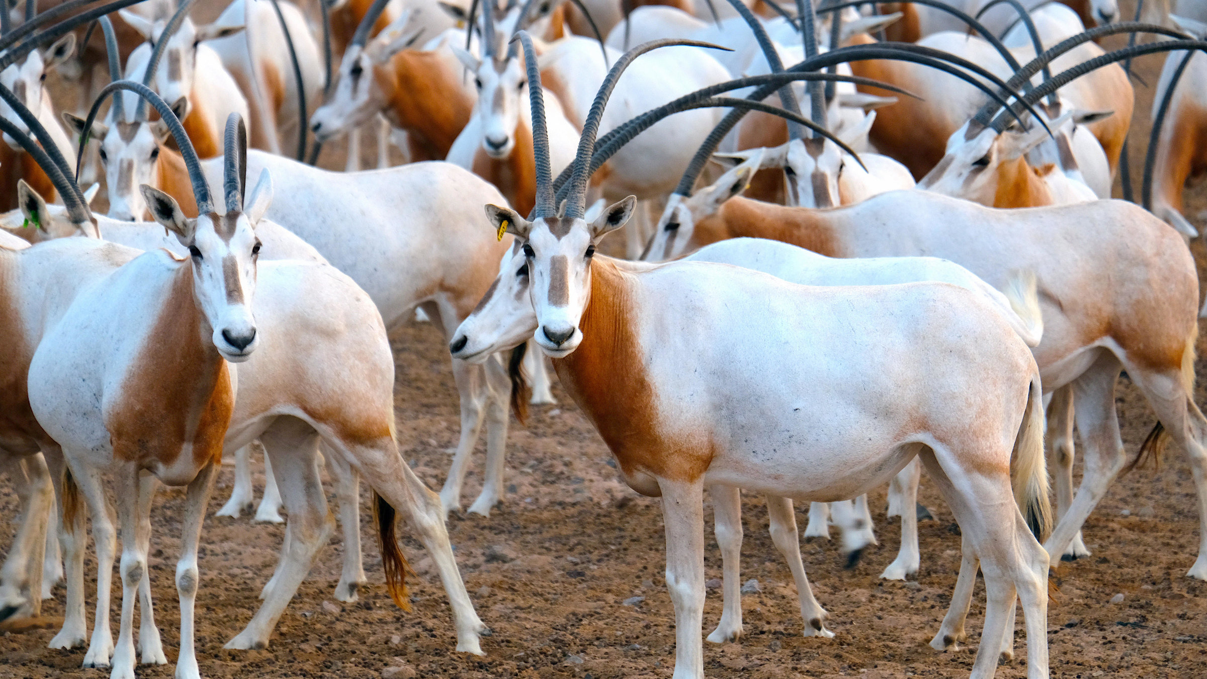 "Insel der weißen Antilope - Abu Dhabis Naturoase": Säbelantilopen