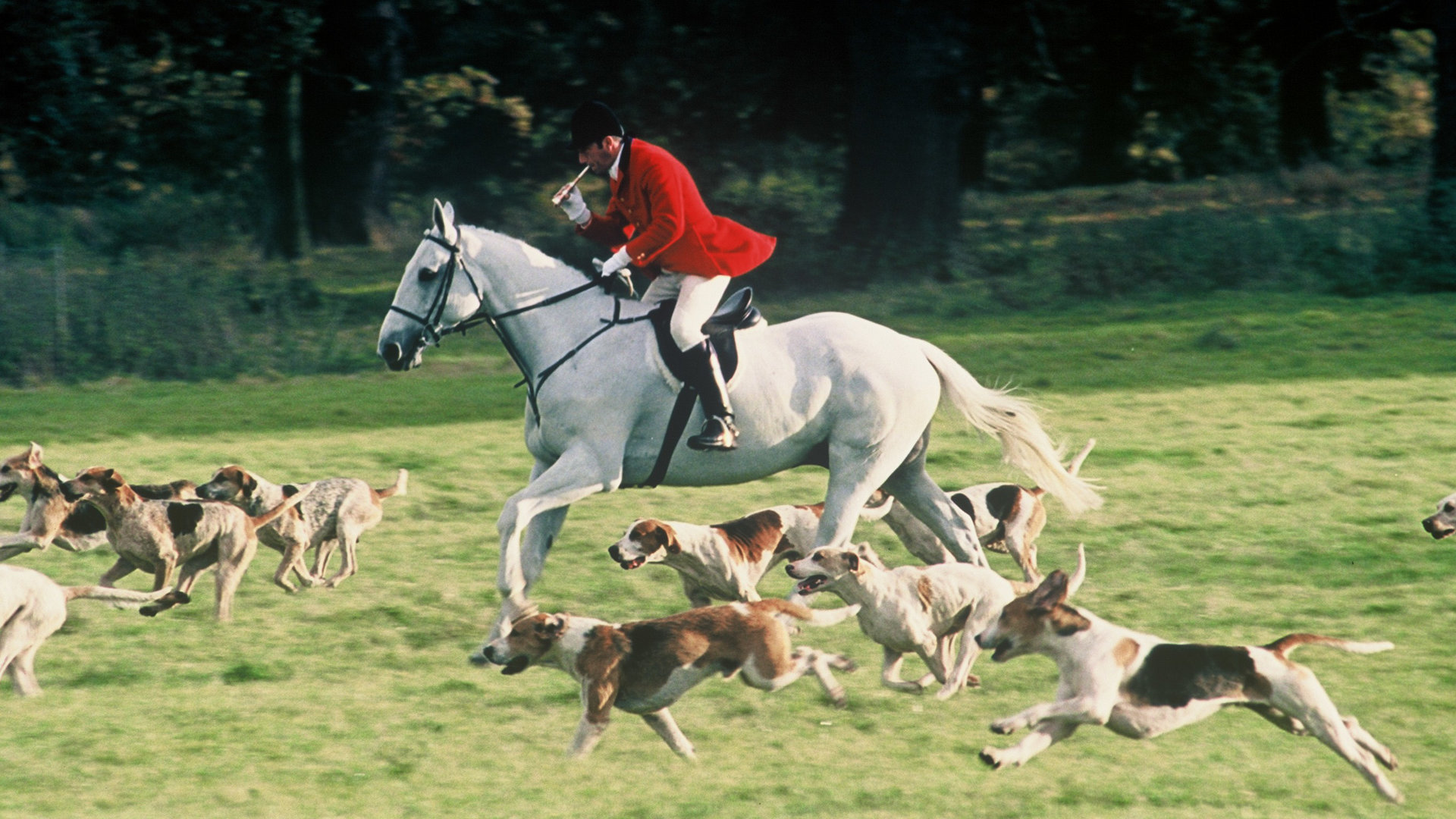"Inspector Barnaby - Ein Toter, den niemand vermisst": Ein Jäger in roter Jacke, weißer Hose und schwarzem Helm auf einem weißen Pferd reitet, begleitet von einer Horde Jagdhunden, über eine Wiese.