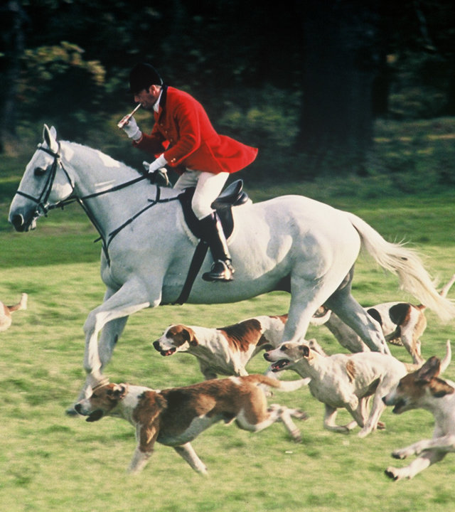 "Inspector Barnaby - Ein Toter, den niemand vermisst": Ein Jäger in roter Jacke, weißer Hose und schwarzem Helm auf einem weißen Pferd reitet, begleitet von einer Horde Jagdhunden, über eine Wiese.