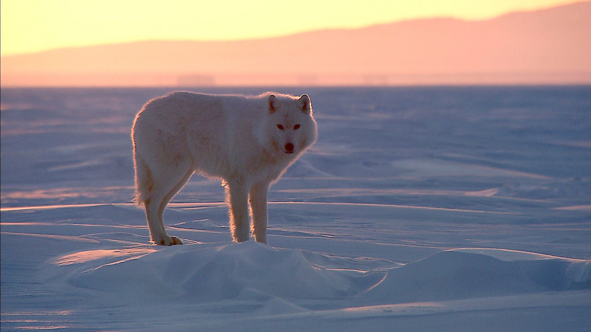 "Wildes Skandinavien - Grönland": Polarwölfe leben ausschließlich in der Arktis - sie unterscheiden sich von anderen Wölfen durch die helle Farbe und das besonders weiche, dichte Fell.