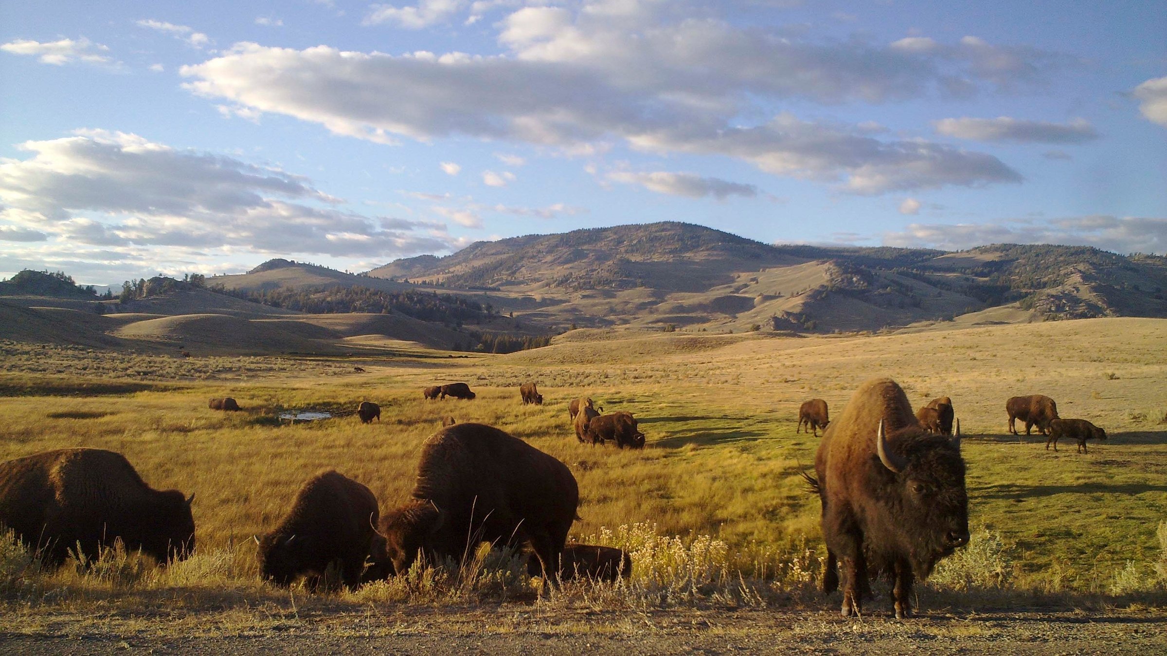 "Amerikas Naturwunder - Yellowstone": Yellowstone ist der älteste Nationalpark der USA - und die Heimat großer Bisonherden.