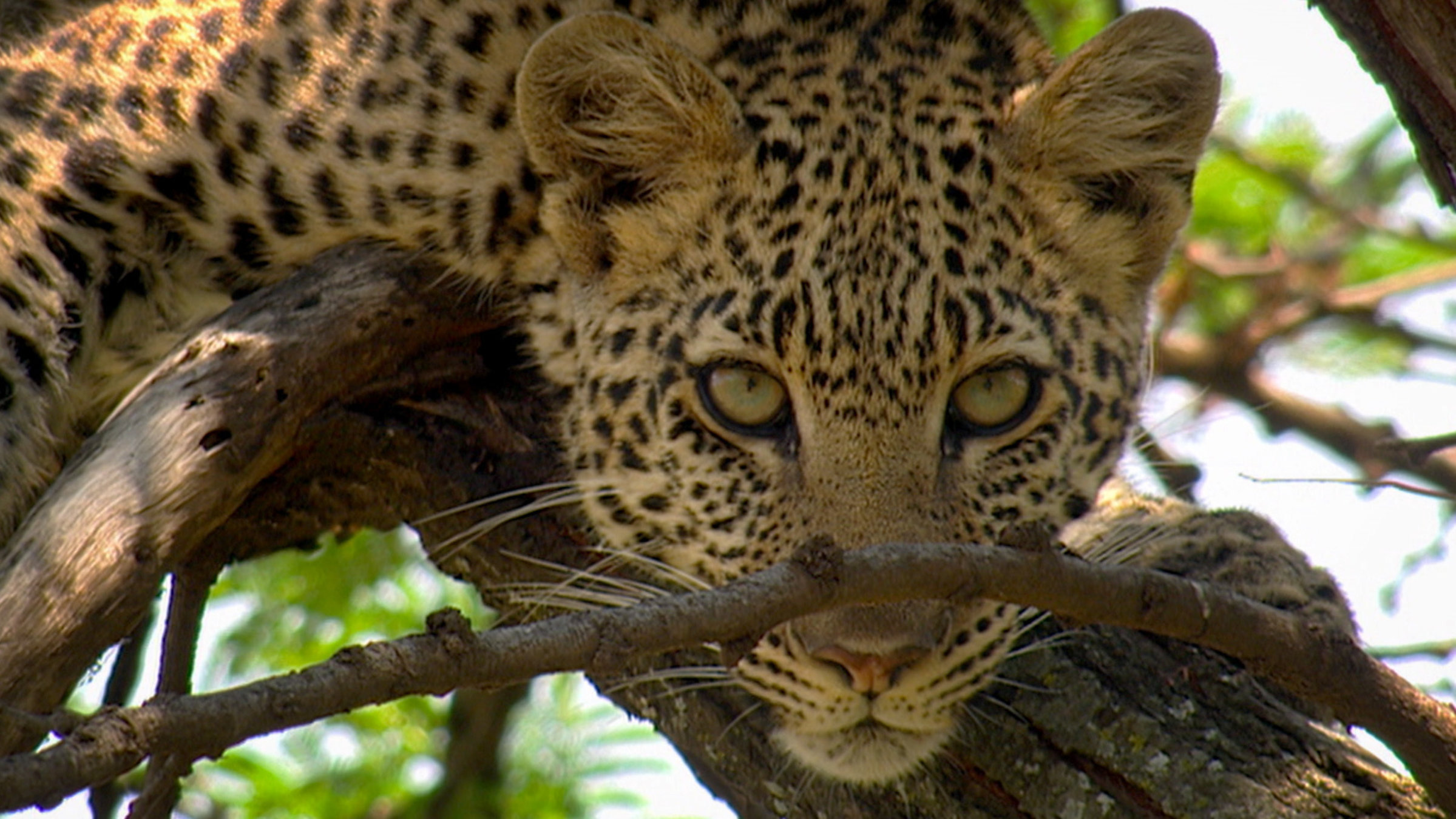 "Beeindruckende Tierwelt: Im Grasland": Leopard.