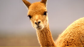 Die Anden - Natur am Limit