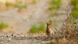 Naturparks in Portugal: Naturpark Guadianatal