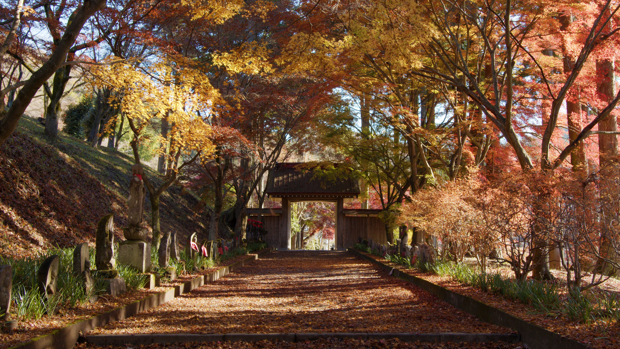 "Japan im Licht der Jahreszeiten - Herbst und Winter": Durch einen Park führt eine kleine Allee mit Bäumen an der Seite. Die Blätter sind in Gelb- und Brauntönen verfärbt. Am Ende der Allee ist ein überdachter Durchgang.