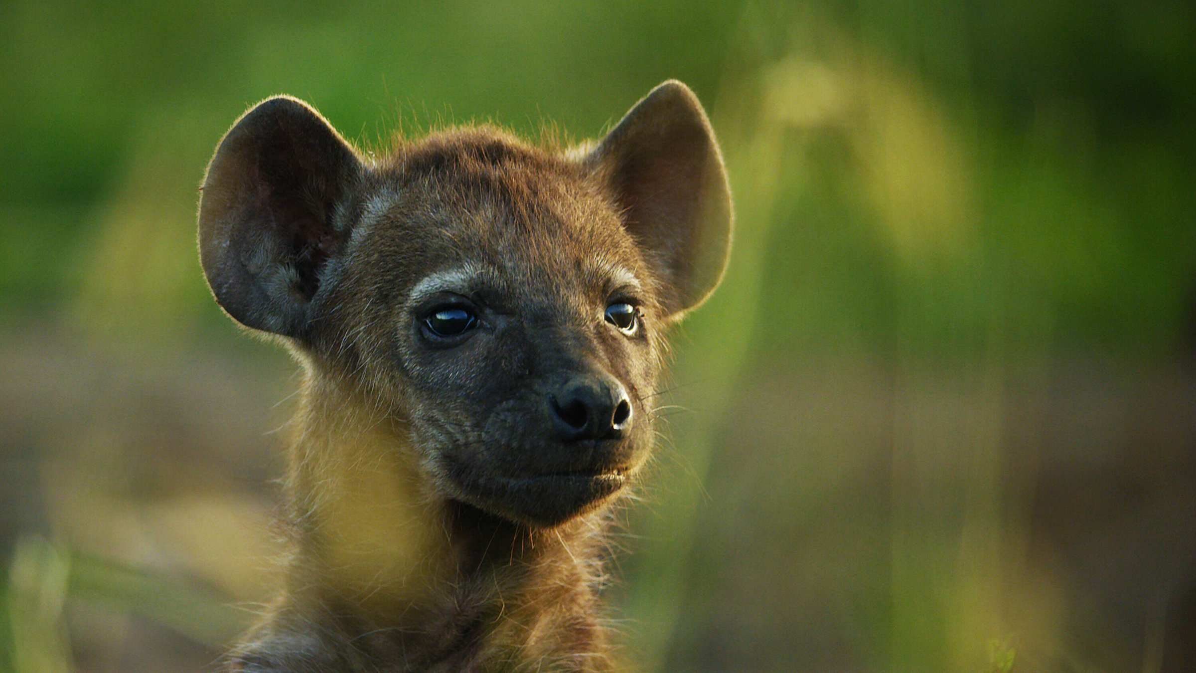 "Fabelhafte Tierbabys: Beinahe selbstständig (3/3)": Das 12 Wochen alte Hyänenbaby Bisque, Mara Conservancy in Kenia.