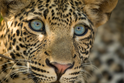 Olimba - Königin der Leoparden