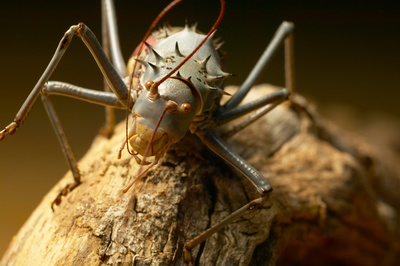 MEGA - Die Giganten der Tierwelt