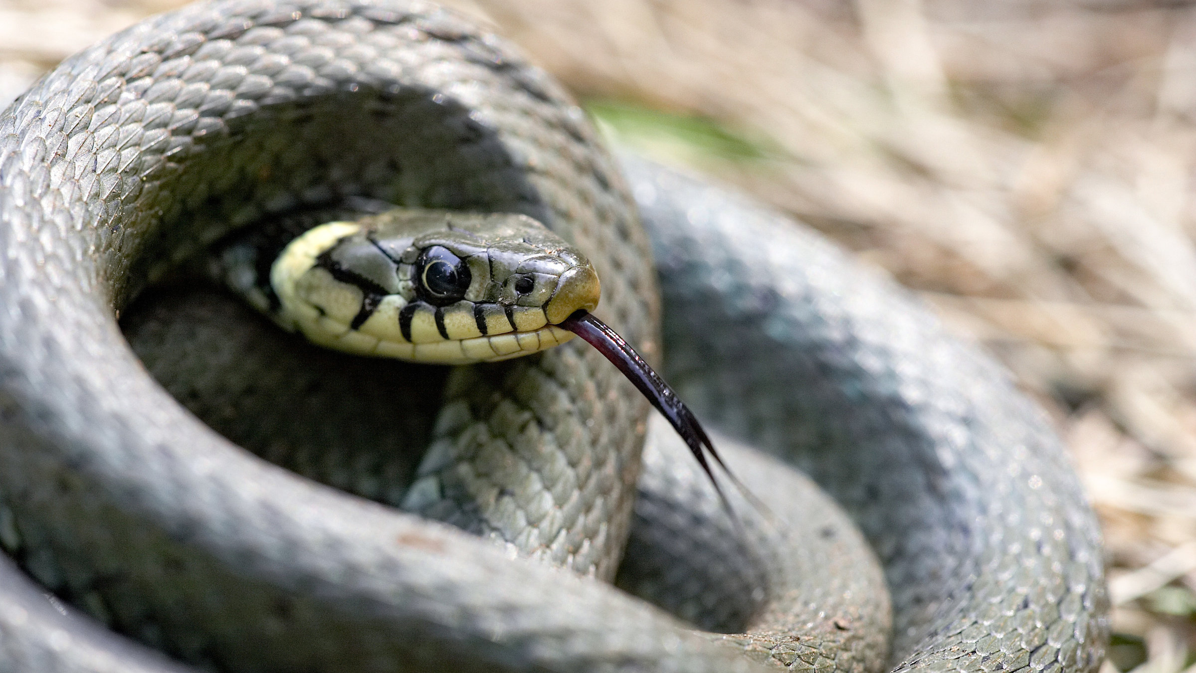"Im Reich von Kreuzotter & Co. - Österreichs Schlangen hautnah": Ringelnatter