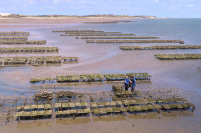 Leben an der Nordsee: Deutschlands wilde Küste