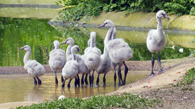 Abenteuer Schönbrunn - Tierbabys - die neue Generation