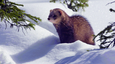 Lungau - Wildnis im Herzen der Tauern