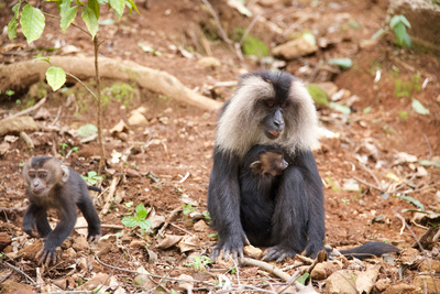 Tierkinder der Wildnis (3/5)