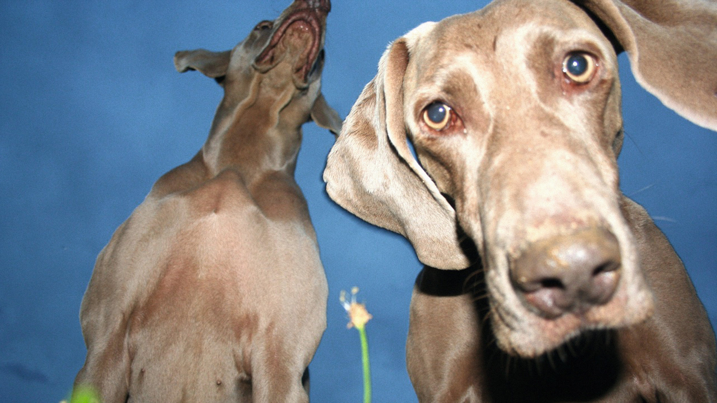 "Jagdkumpane - Wie der Hund auf den Menschen kam" - Weimaraner.