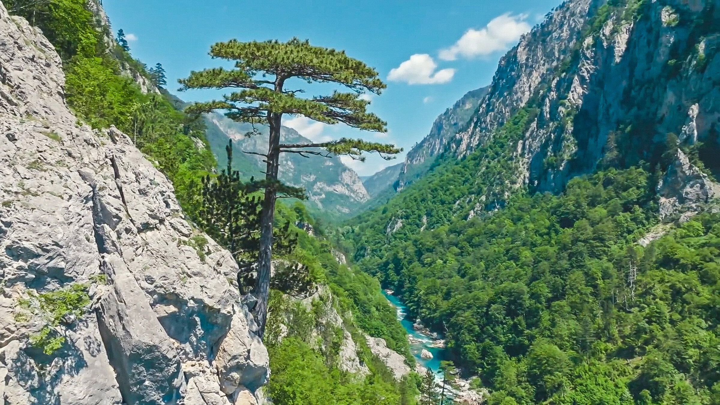 "Wasserparadiese in Europa: Die Tara-Schlucht": Die Bäume haben sich gut angepasst. Sie können sich mit ihren Wurzeln sogar an steile Felsen der Tara-Schlucht festklammern.