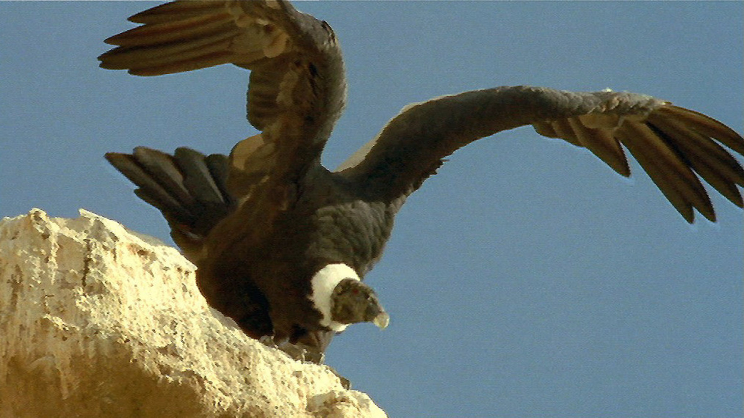 "Leben am Limit - Die Tierwelt im Andenhochland": Der mächtige Kondor, der König der Lüfte, startet zum Flug über sein riesiges Herrschaftsgebiet.