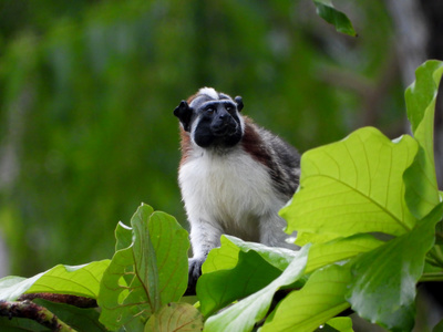 Wildes Zentralamerika: In Panamas Wäldern