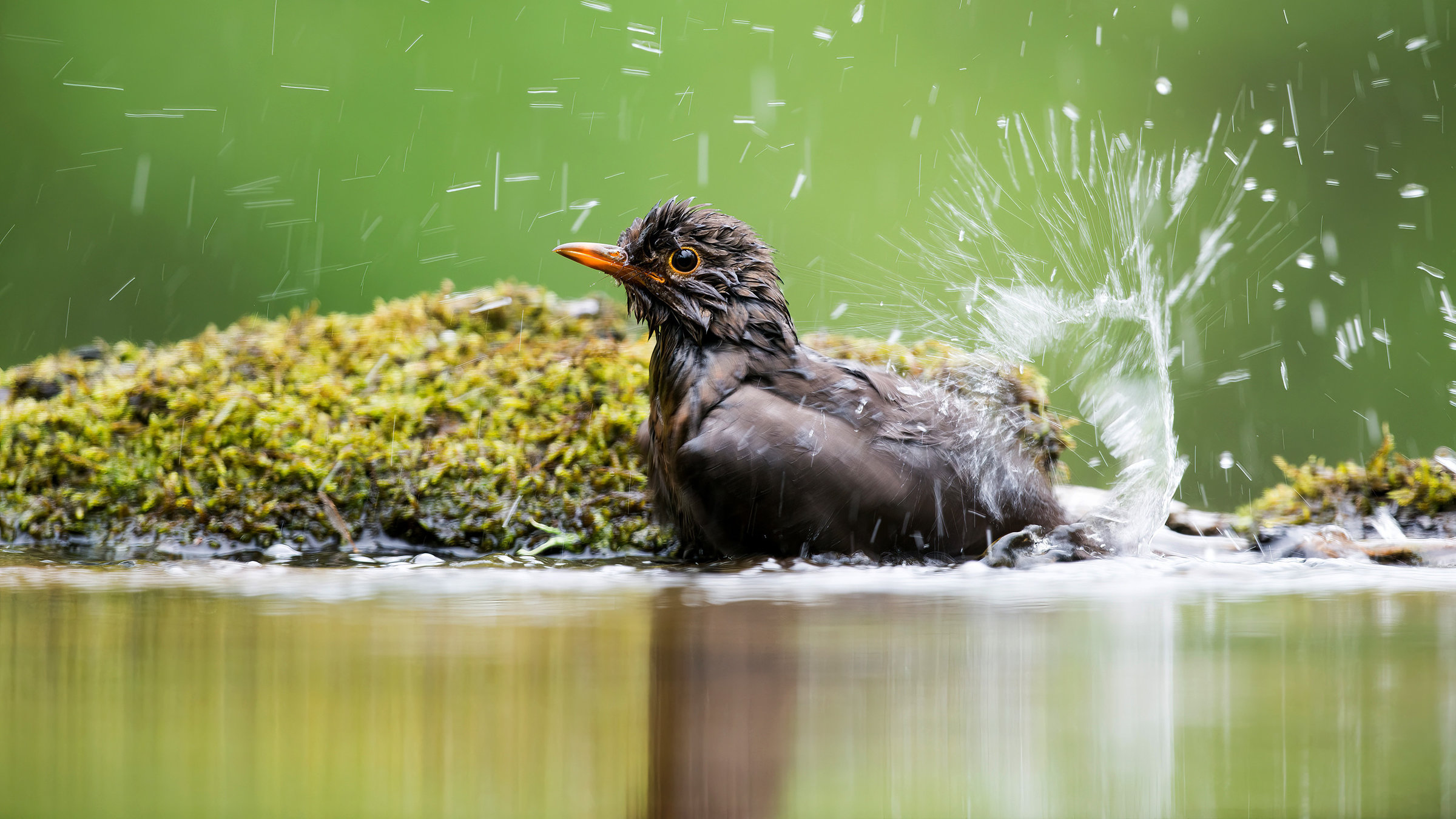 "Die Magie der Vögel": Amsel.