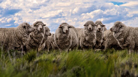 Wildes Patagonien (2/3)