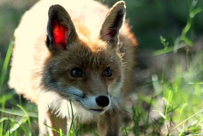 Der wilde Wald der Kaiserin