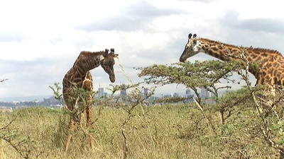 Kenia: Kein Platz für wilde Tiere