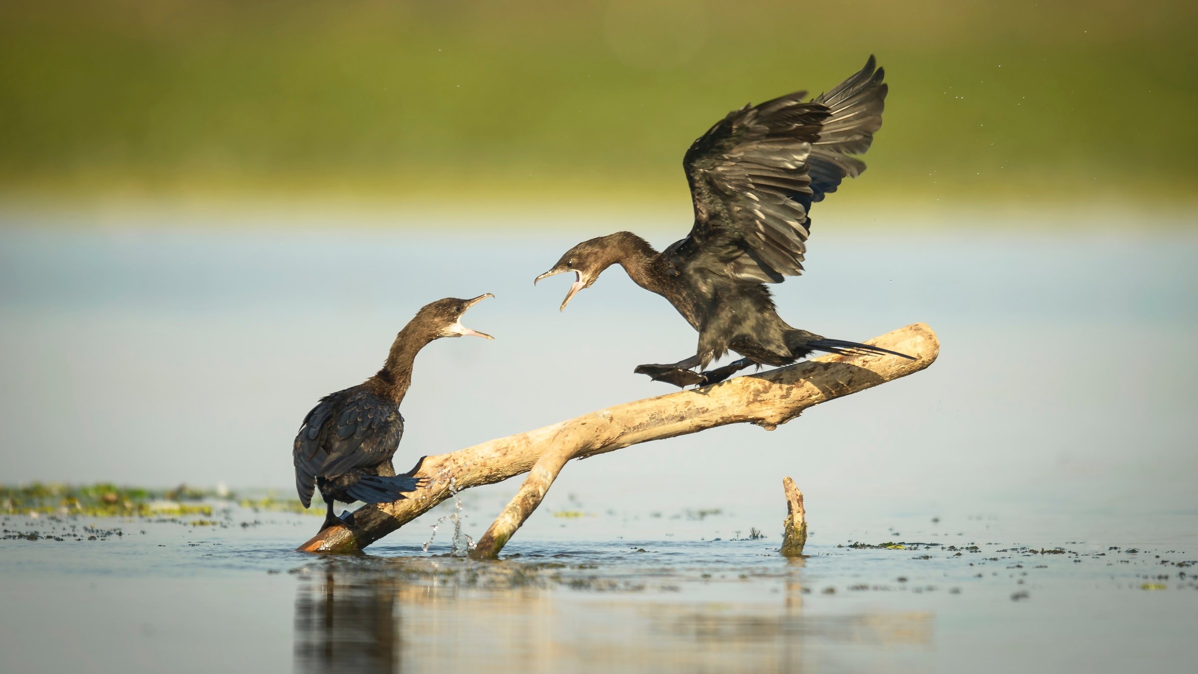 "Rumäniens wilde Schönheit (2/3) - Sommerzeit": Auf einem schräg aus einem Gewässer ragenden Ast hocken zwei große schwarze Vögel. Der Vogel rechts oben streckt die Flügel nach oben und reißt den Schnabel auf.