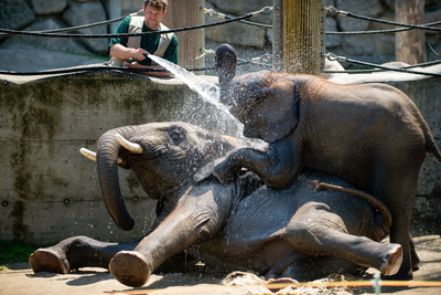 Schönbrunner Tiergeschichten - Leben im Zoo