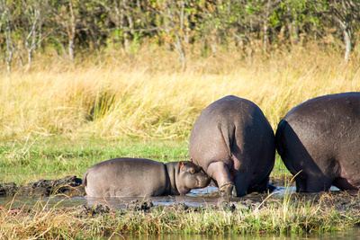Hippos - Afrikas Flussgiganten