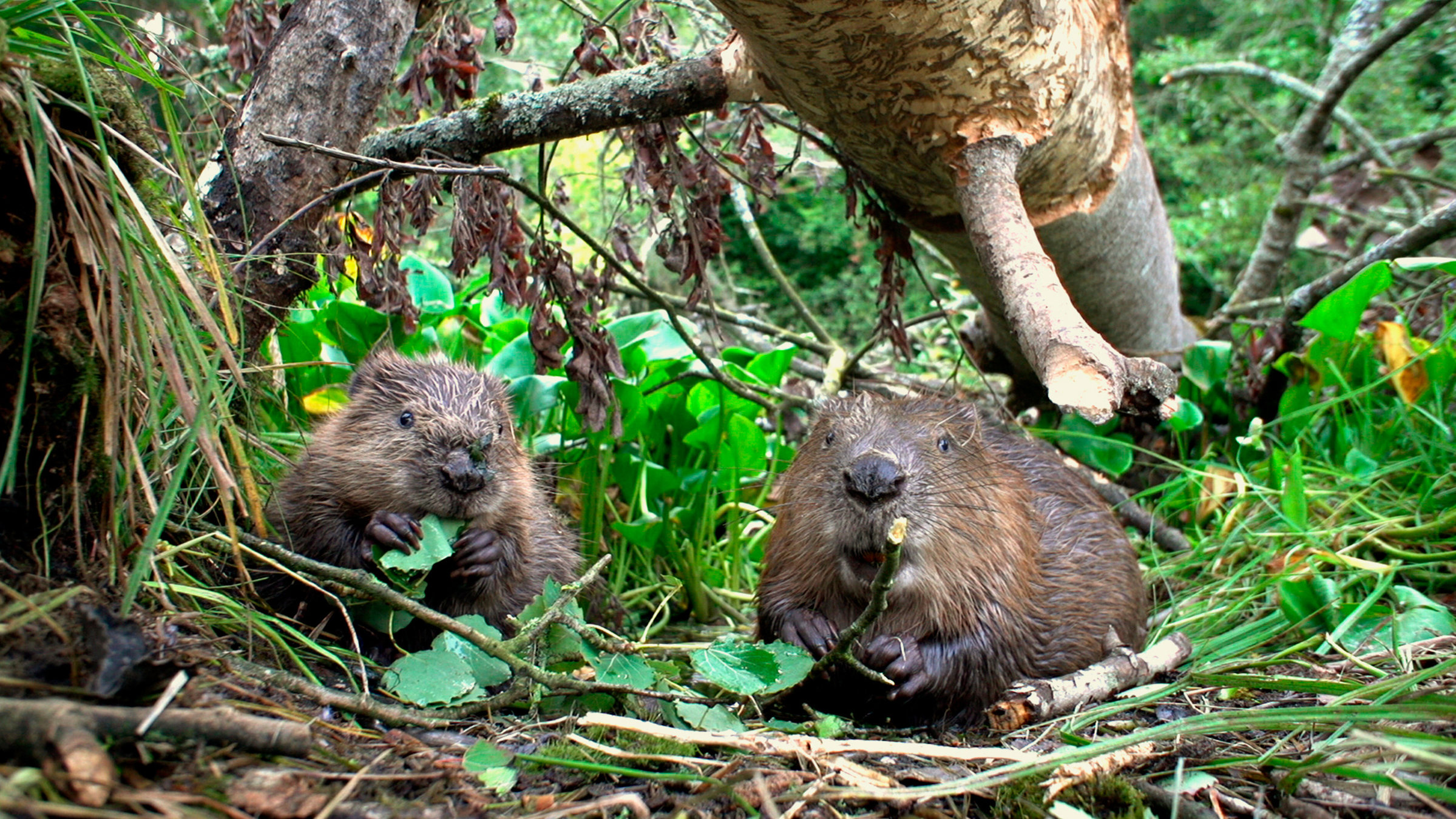 "Wildes Deutschland - Unbekannte Tiefen (2/2) - Vom Harz bis zur Nordsee": Glücklicherweise ein mittlerweile wieder häufigerer Anblick – Biber breiten sich immer weiter aus in Deutschland.