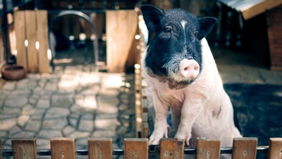 Fabelhafte Artgenossen - Das Schwein