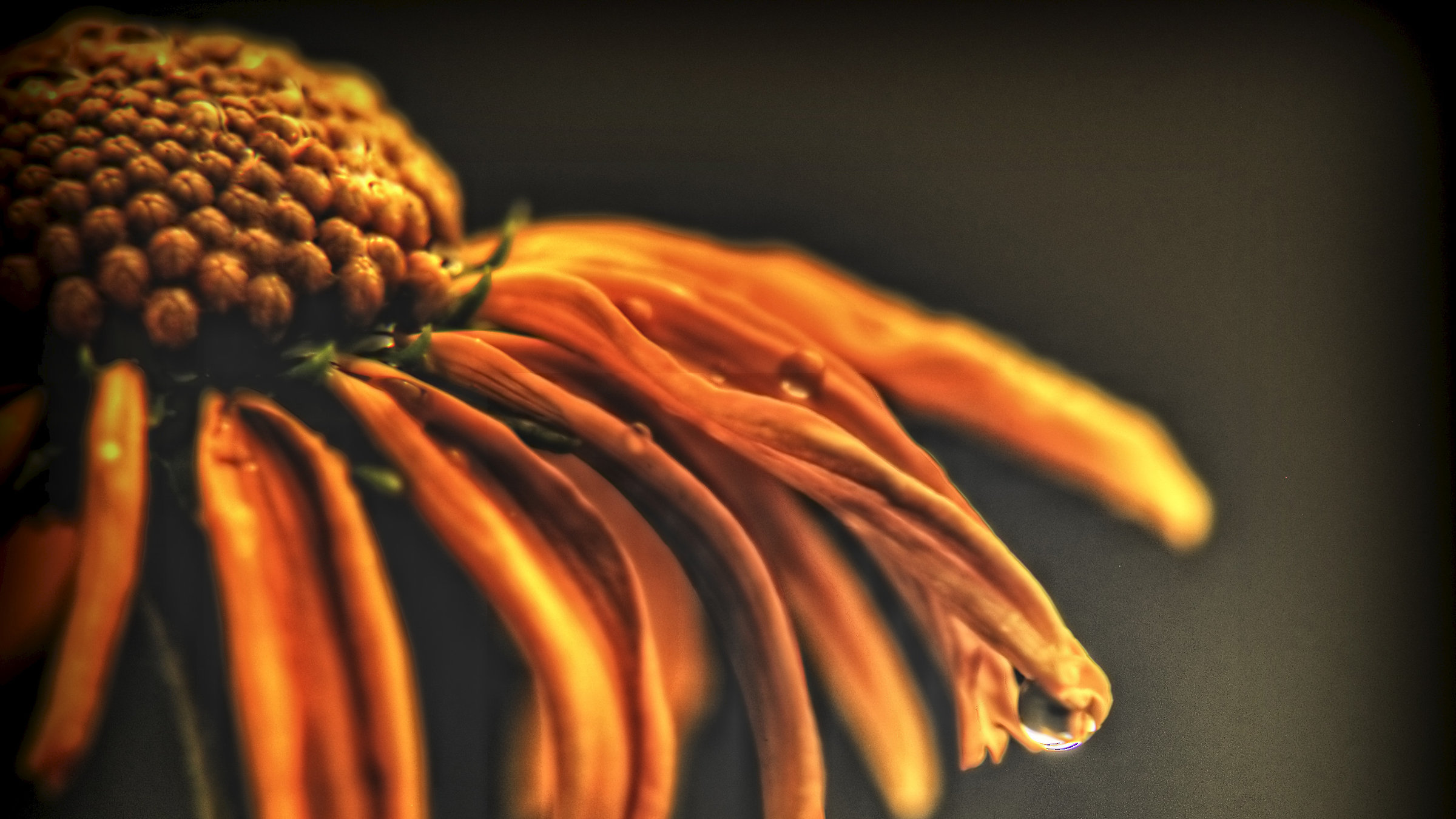 "Die Macht der Jahreszeiten: Herbst & Winter" - Herbstblüte