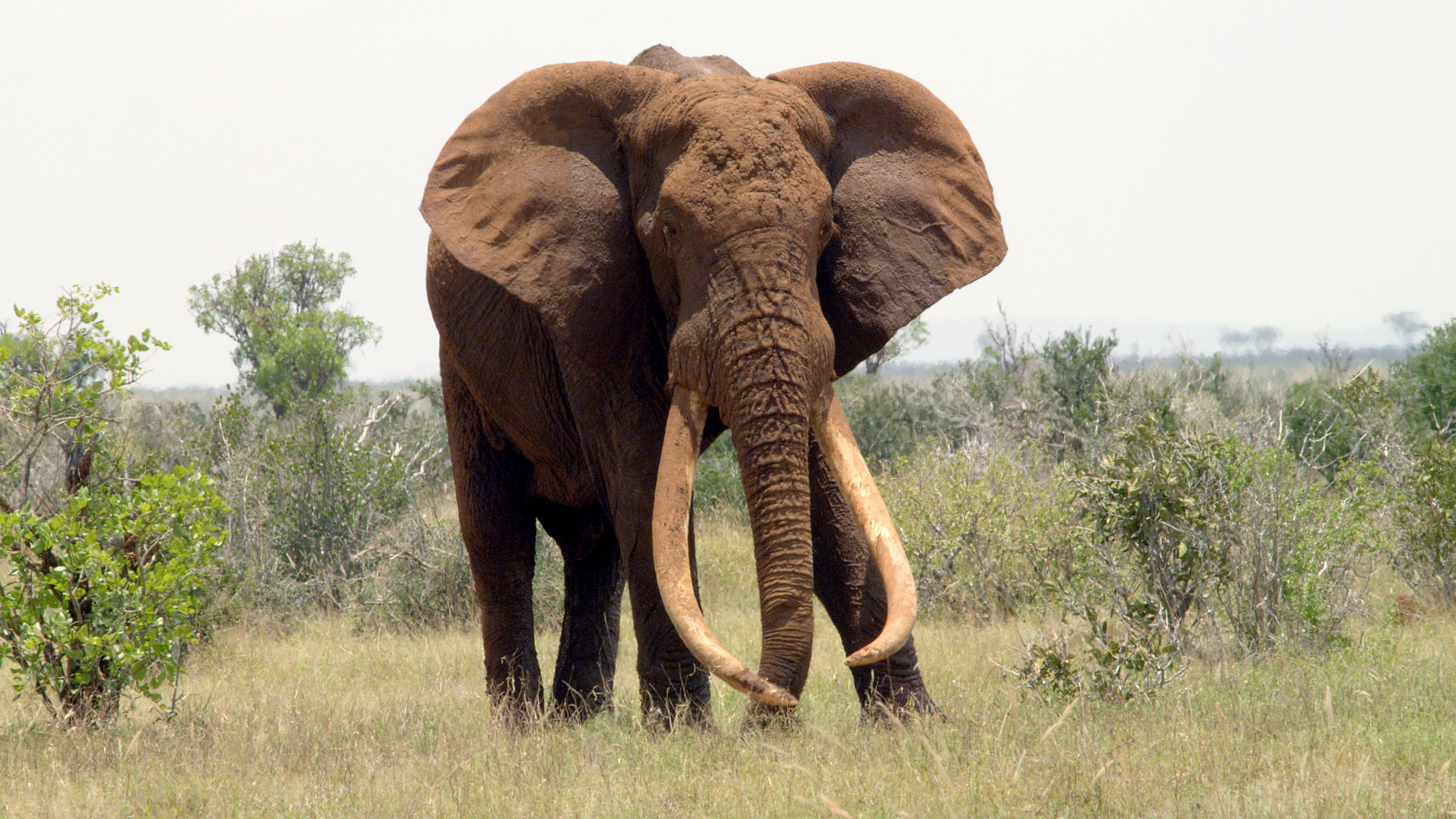 "Afrika: Kontinent der Vielfalt - Reiches Land": Elefant mit langen Stoßzähnen.