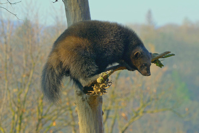 Wildnis Europa: Der Vielfraß