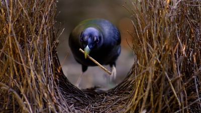 Tierische Überflieger (2/5)