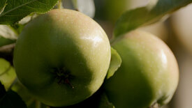 Apfelwiesen und Wildnis: Das Alte Land an der Elbe