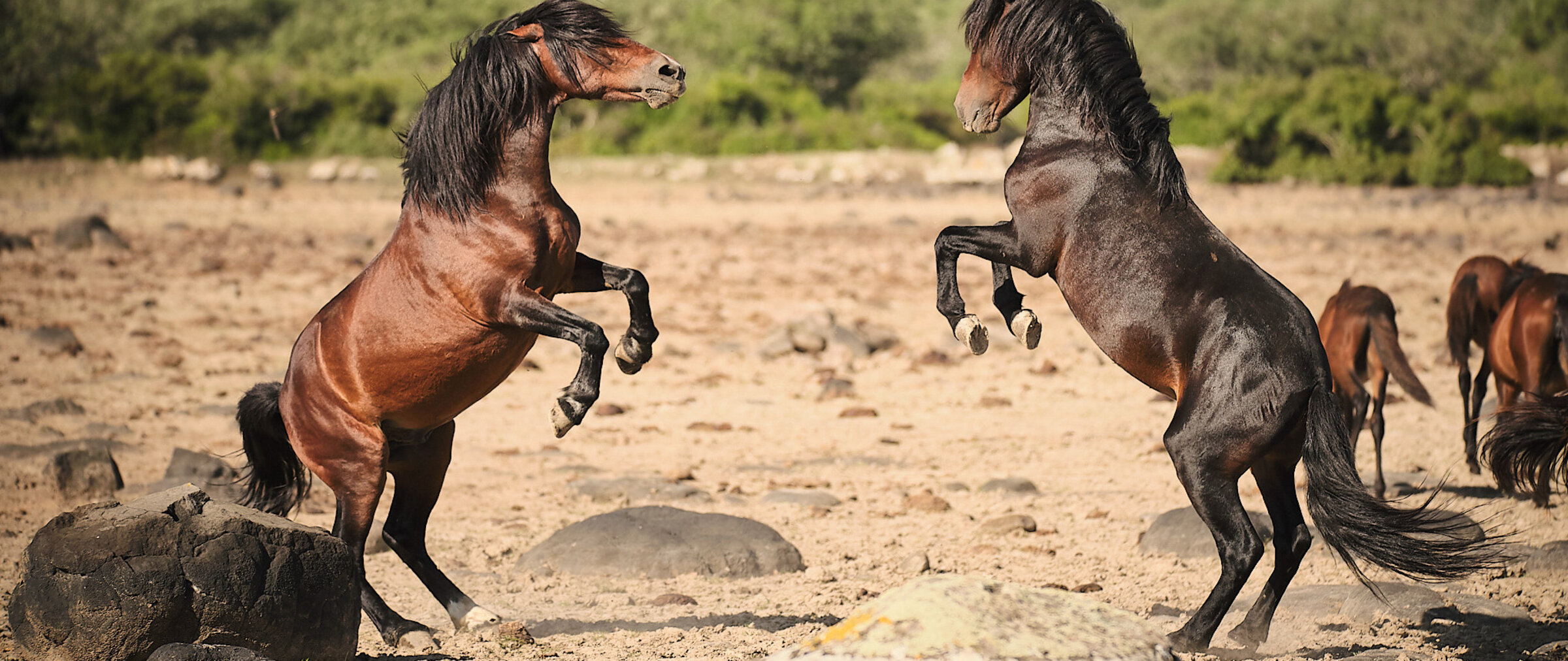 "Pferde im Sturm – Das wilde Herz Sardiniens": Giara`s beim kämpfen.