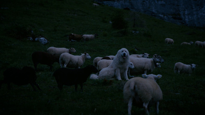 Schweizer Hundegeschichten: Herdenschutzhunde -<br/>Die alpinen Beschützer gegen Wolf & Co.