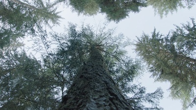 Die magische Welt der Bäume - Die Lärche