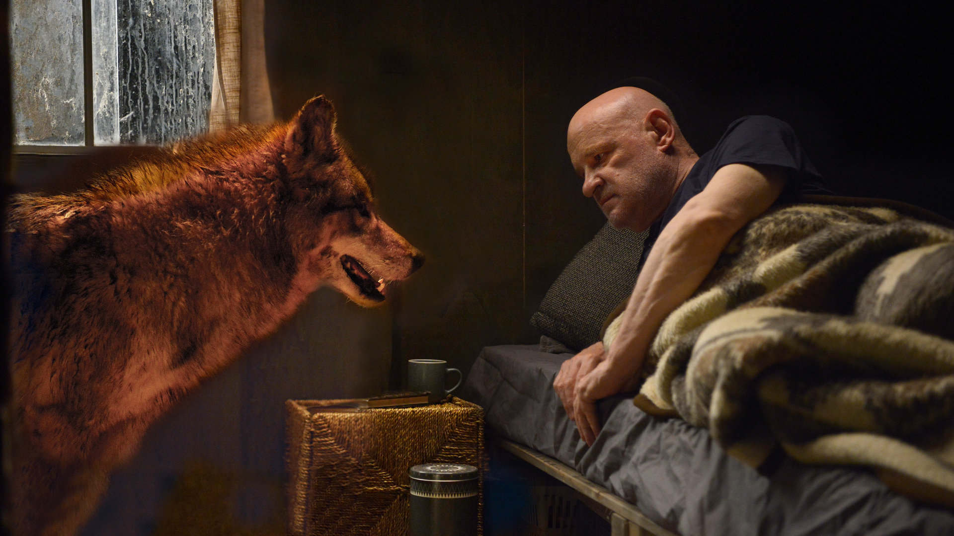 "Spreewaldkrimi - Zeit der Wölfe": Kommissar Krüger (Christian Redl) liegt halb erhoben auf seinem Bett in seinem Wohnwagen. Ihm gegenüber steht ein Wolf und schaut ihn an.