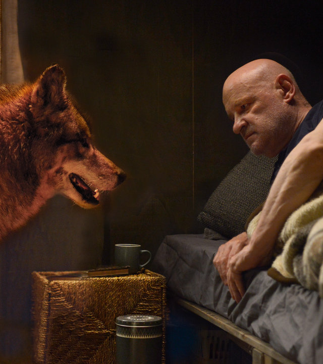 "Spreewaldkrimi - Zeit der Wölfe": Kommissar Krüger (Christian Redl) liegt halb erhoben auf seinem Bett in seinem Wohnwagen. Ihm gegenüber steht ein Wolf und schaut ihn an.