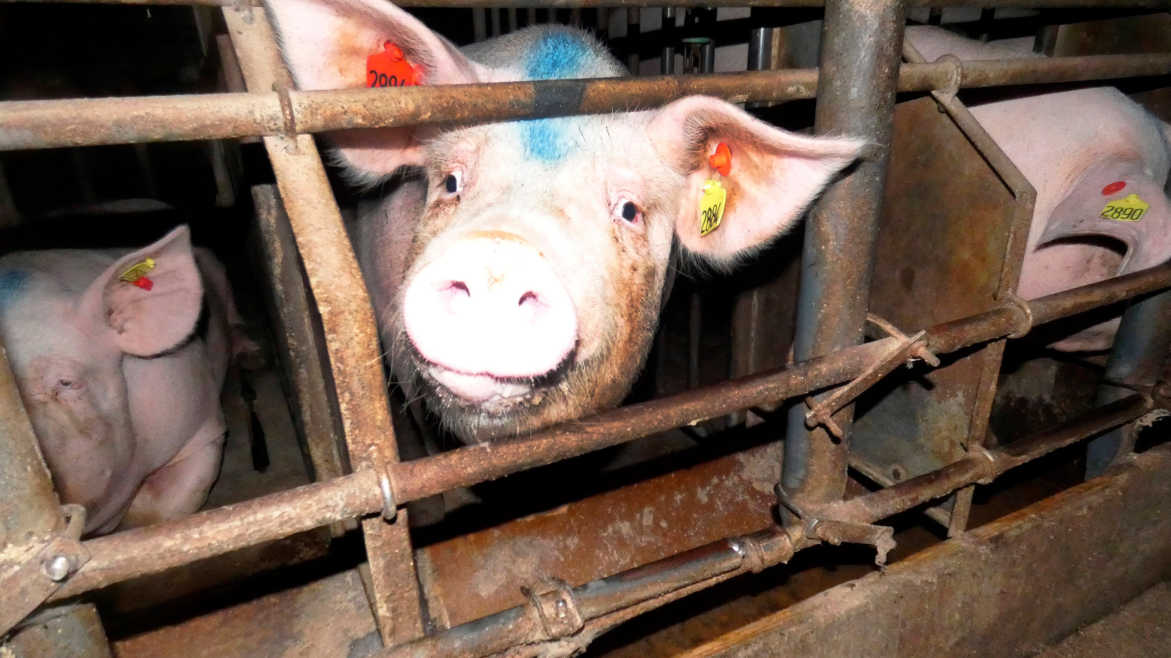 "Fleisch um jeden Preis - Was geschieht mit den Schweinen?": In Deutschland gängige Form der Kastenhaltung für Muttersauen, die jedoch  seit 28 Jahren rechtswidrig ist.
