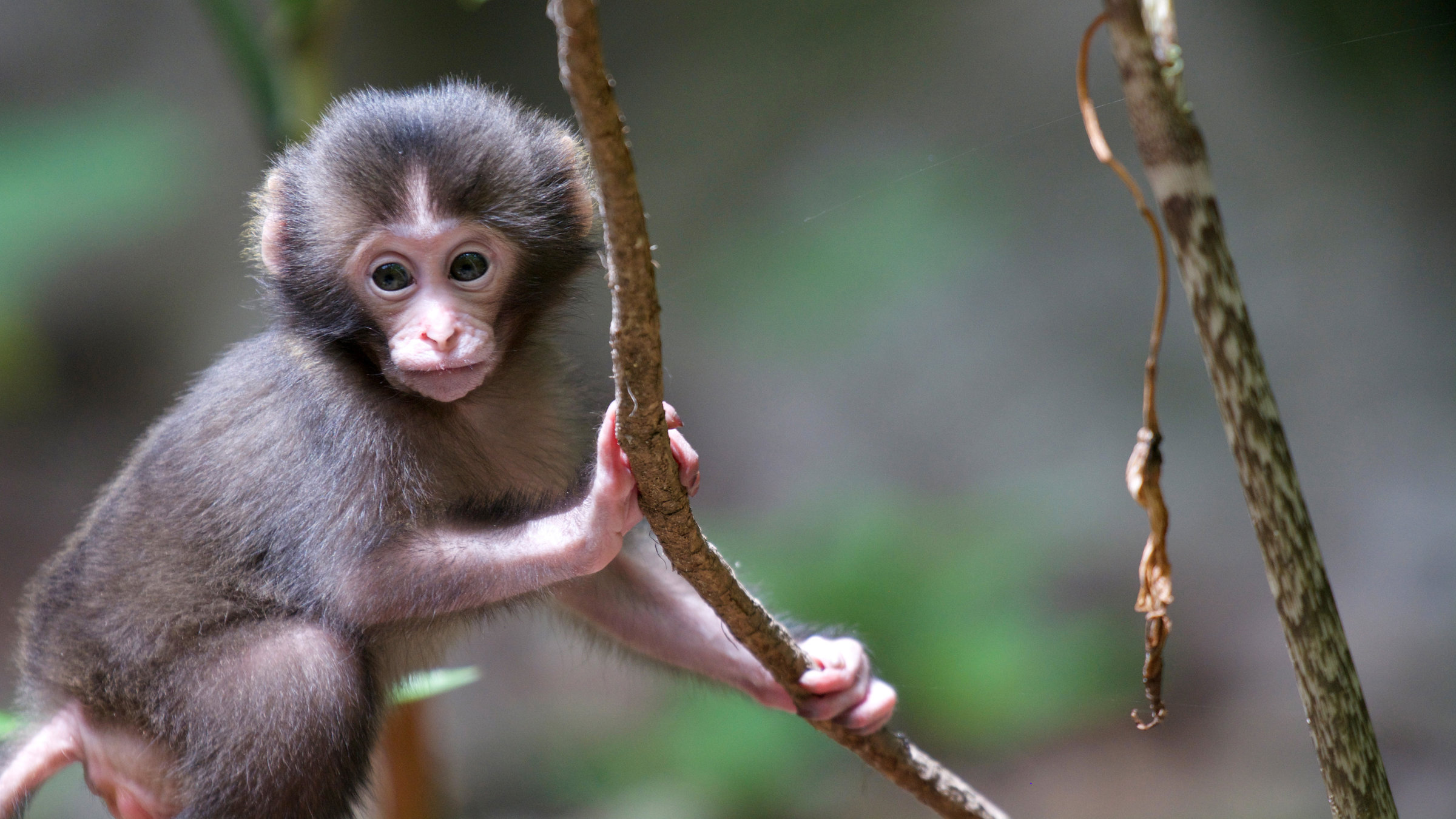 "Wildes Japan (2/3) - Die Inseln im Südwesten": Babymakak, Yakushima.